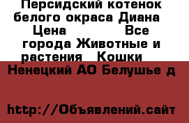 Персидский котенок белого окраса Диана › Цена ­ 40 000 - Все города Животные и растения » Кошки   . Ненецкий АО,Белушье д.